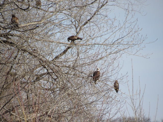 Eagles 4